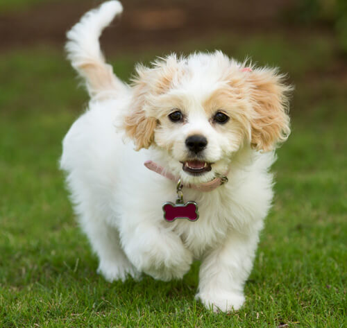 Cavachon are cheap they hypoallergenic